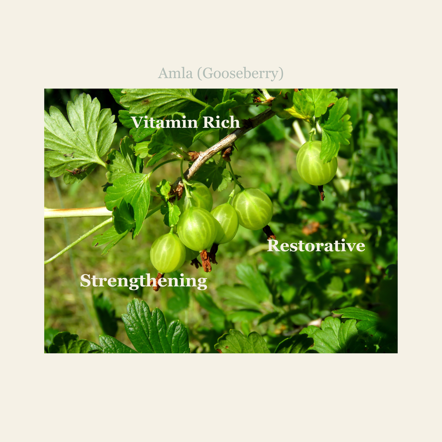 Amla (Gooseberry) plant with green berries and leaves on a beige background.