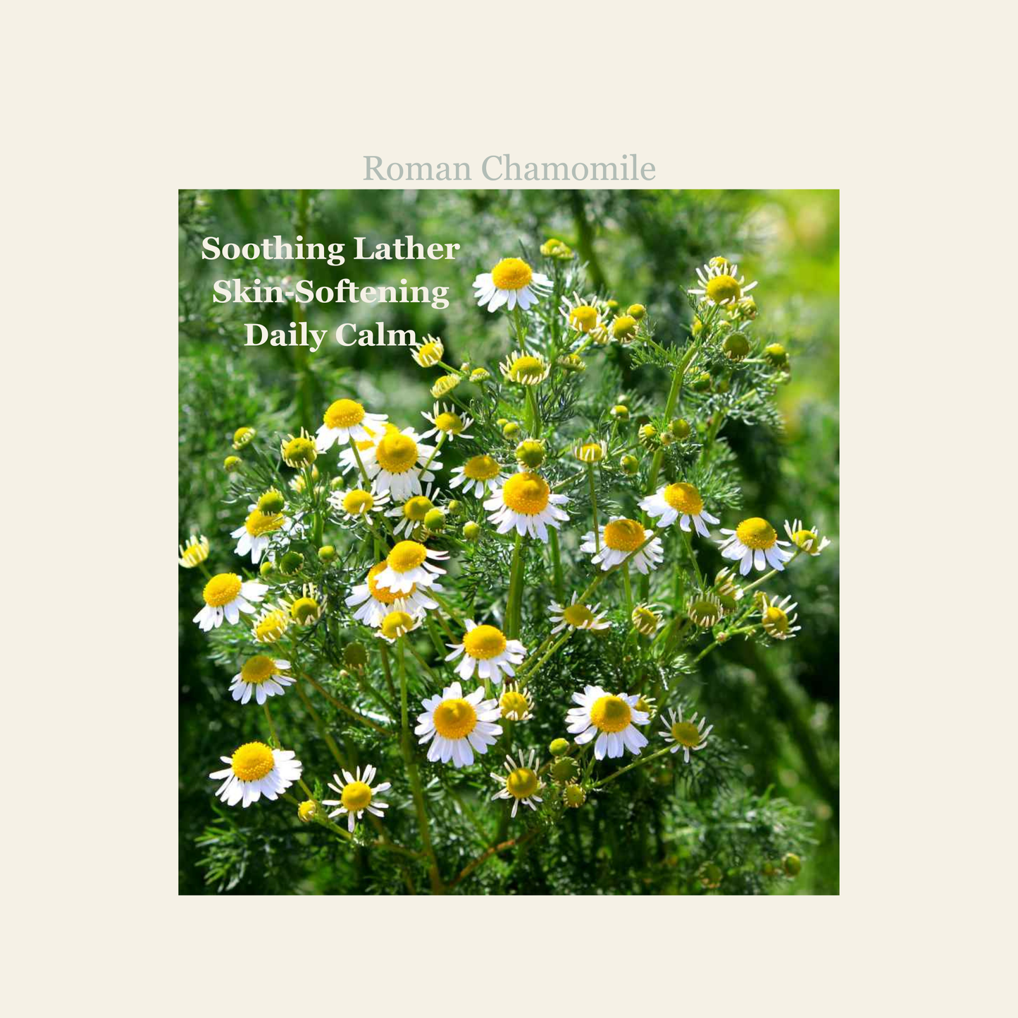 Chamomile Comfort Cleansing Bar